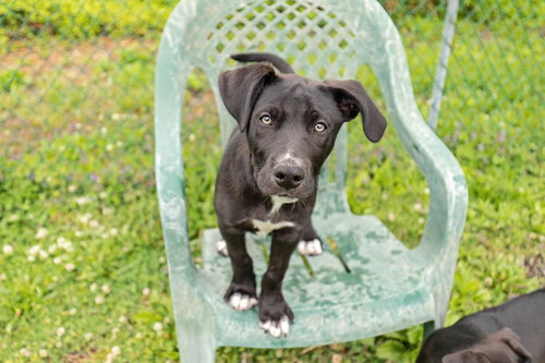 Bentley, an adoptable Border Collie in Landenberg, PA