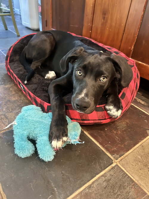 Bentley, an adoptable Border Collie in Landenberg, PA