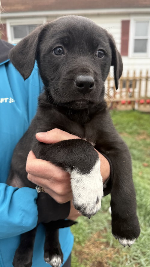 Porsche, an adoptable Border Collie in Landenberg, PA