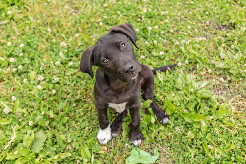 Porsche, an adoptable Border Collie in Landenberg, PA