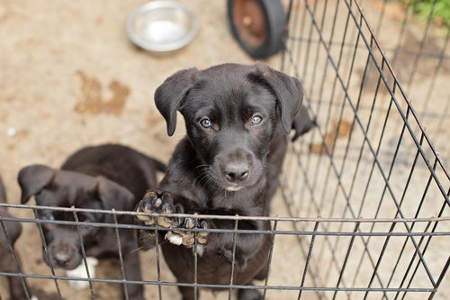 picture of the dog needing adoption