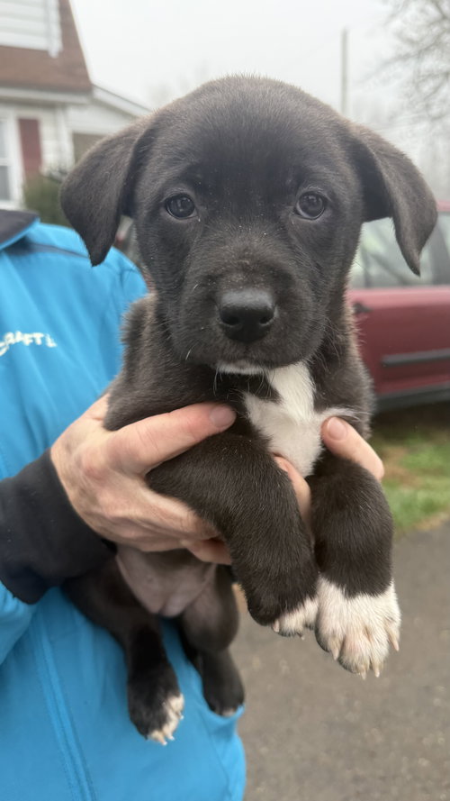 Mercedes, an adoptable Border Collie in Landenberg, PA