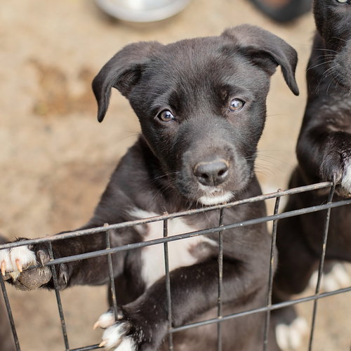 picture of the dog needing adoption