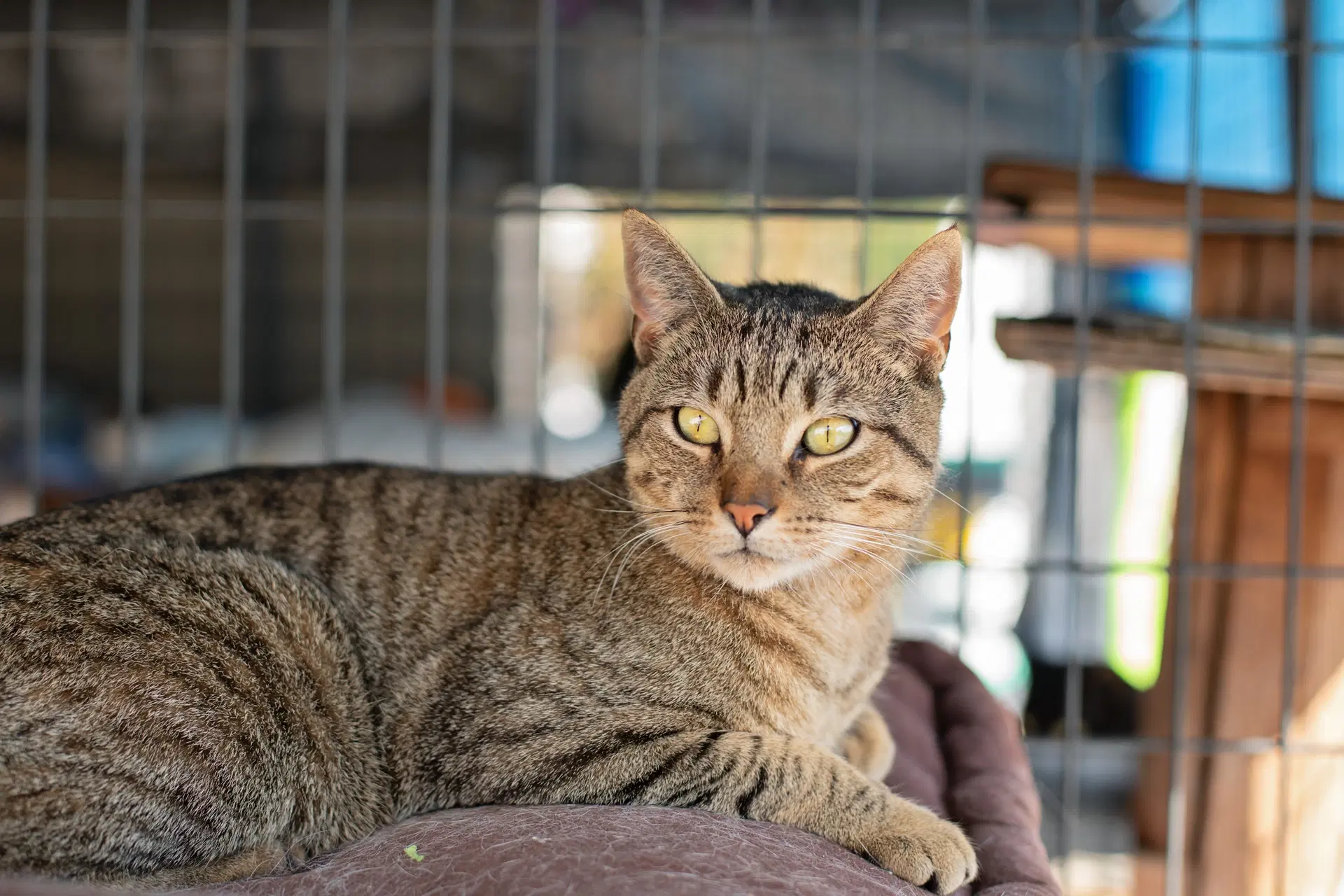 Oscar - Domestic Short Hair