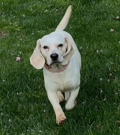 Daisy, an adoptable Beagle in Landenberg, PA