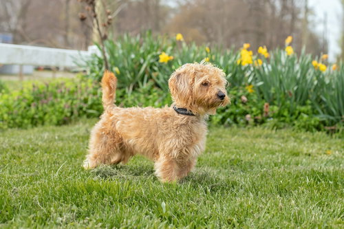 Tippet, an adoptable Yorkshire Terrier Yorkie in Landenberg, PA