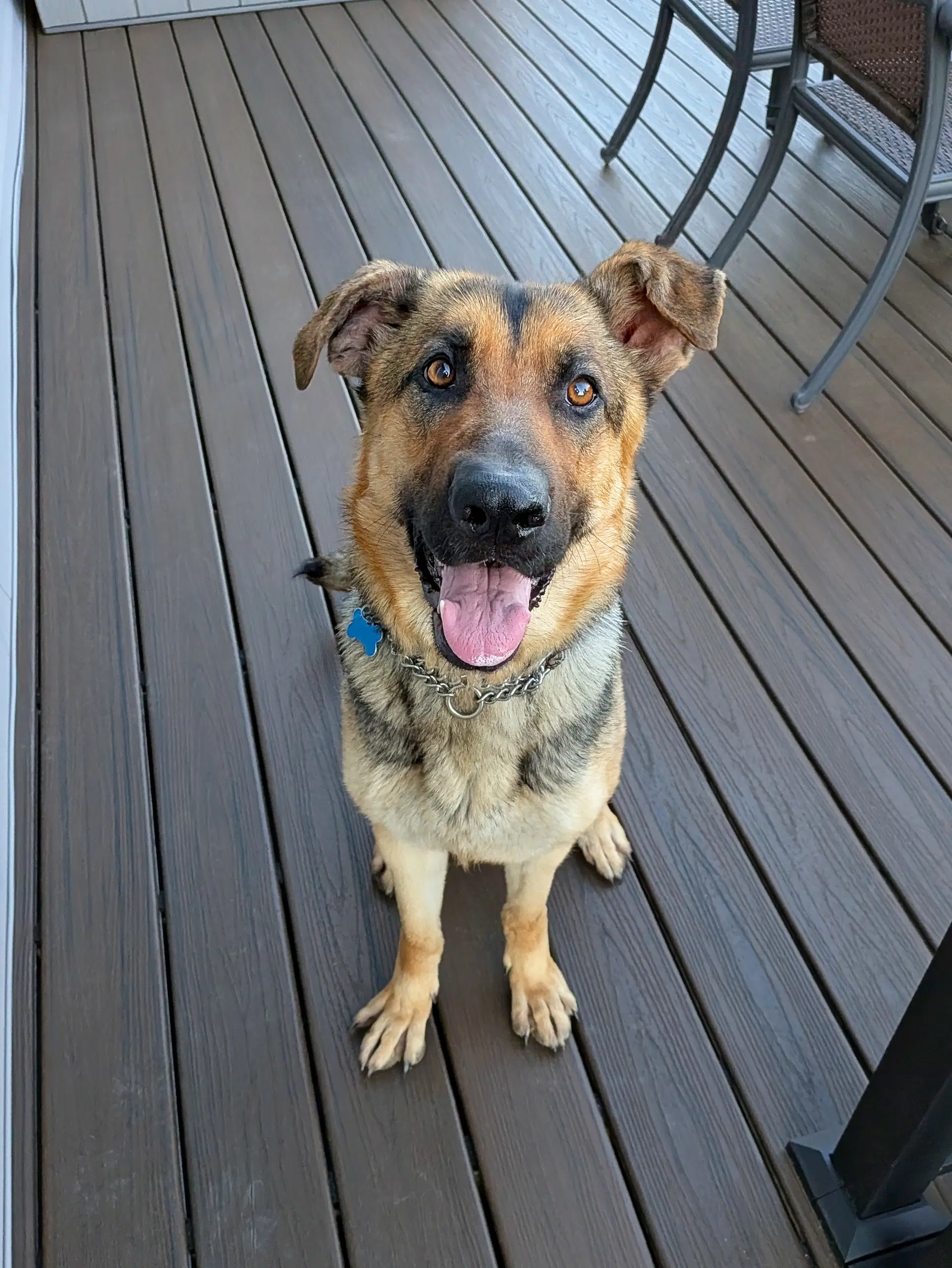 Luna - German Shepherd Dog