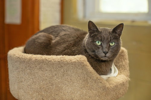 Ash, an adoptable Domestic Short Hair in Landenberg, PA