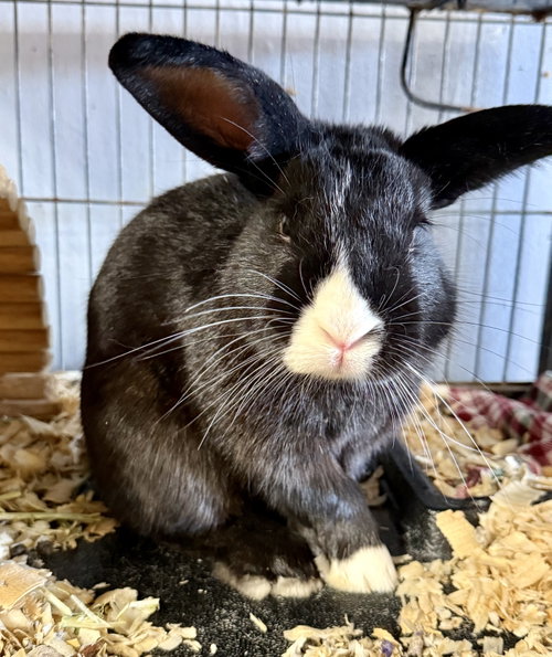 Oreo