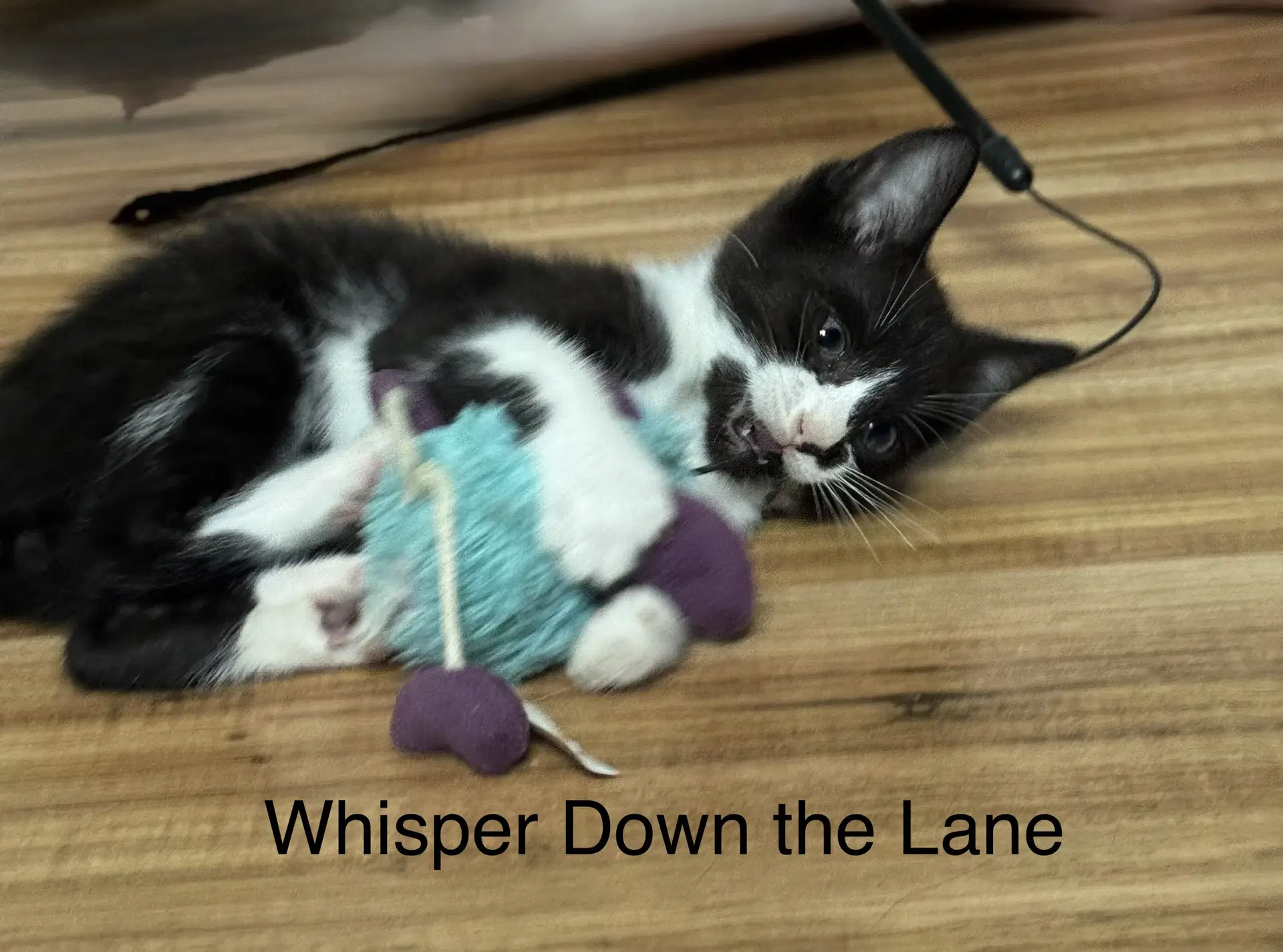 Board Game Kittens - Domestic Short Hair