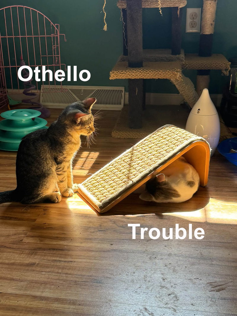 Trouble & Friends, photo 2