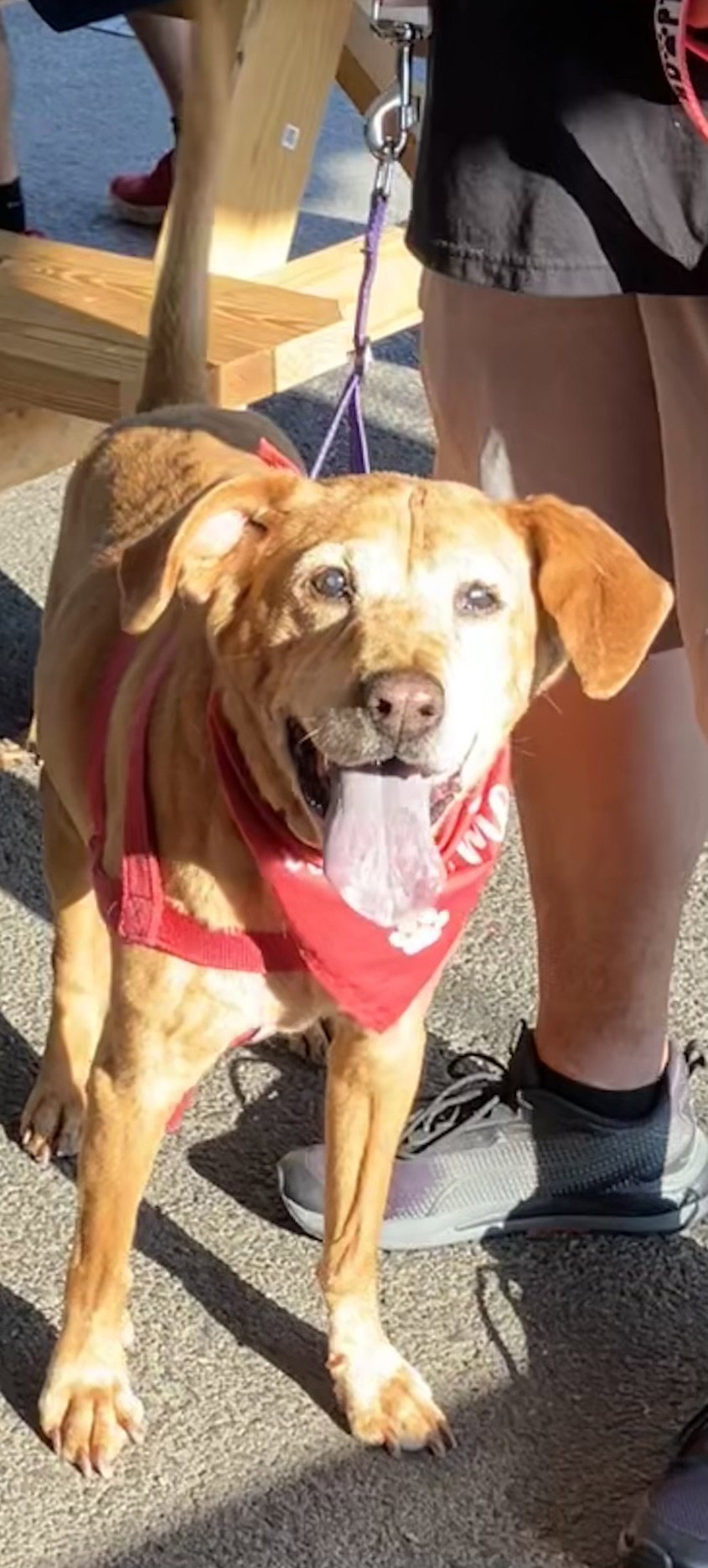 Simba, dog