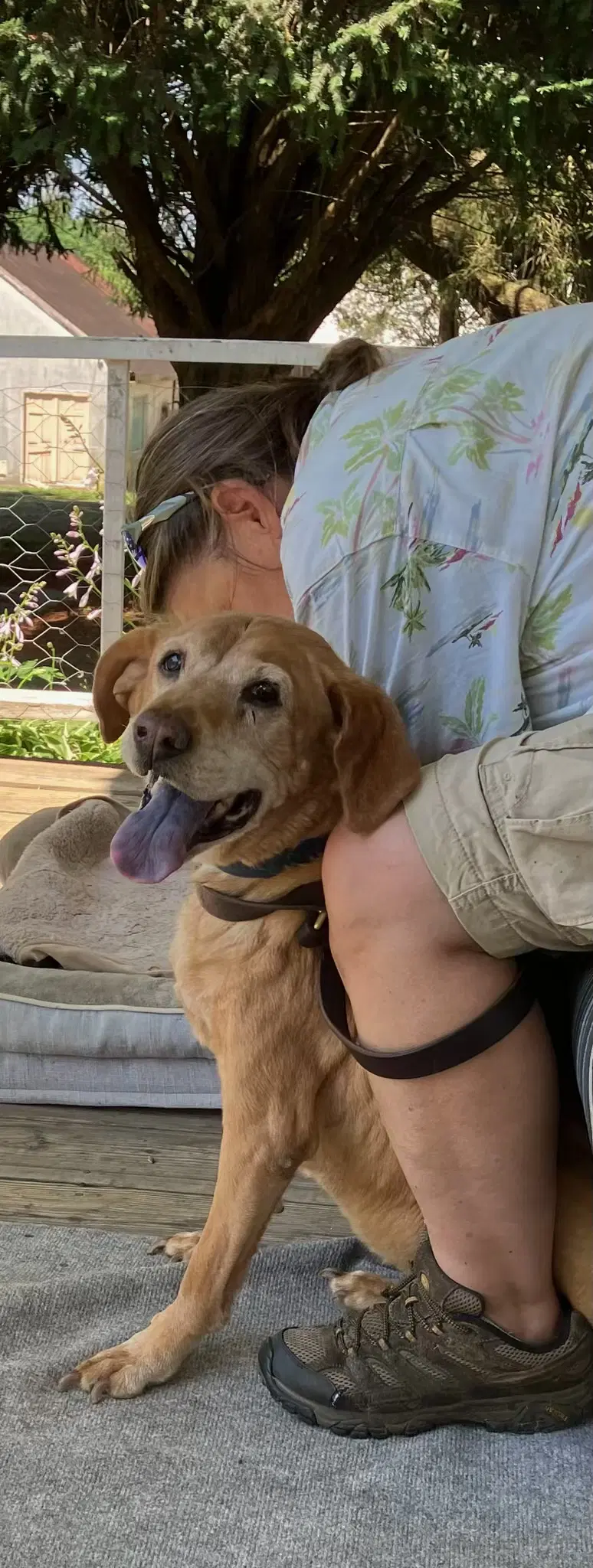 Simba image 4
