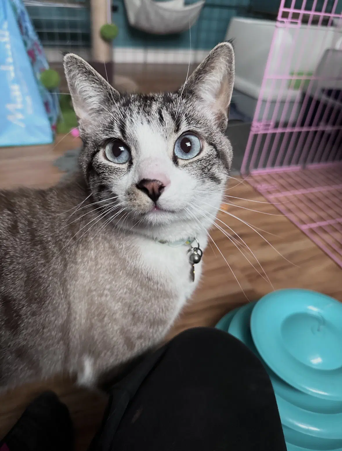 Haku - Siamese