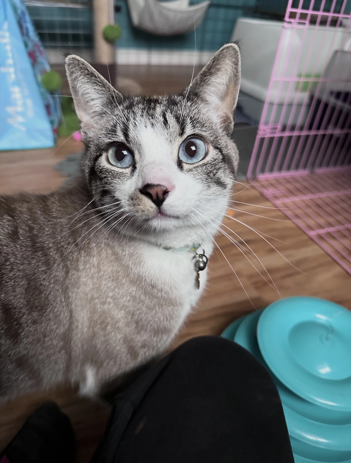 Haku