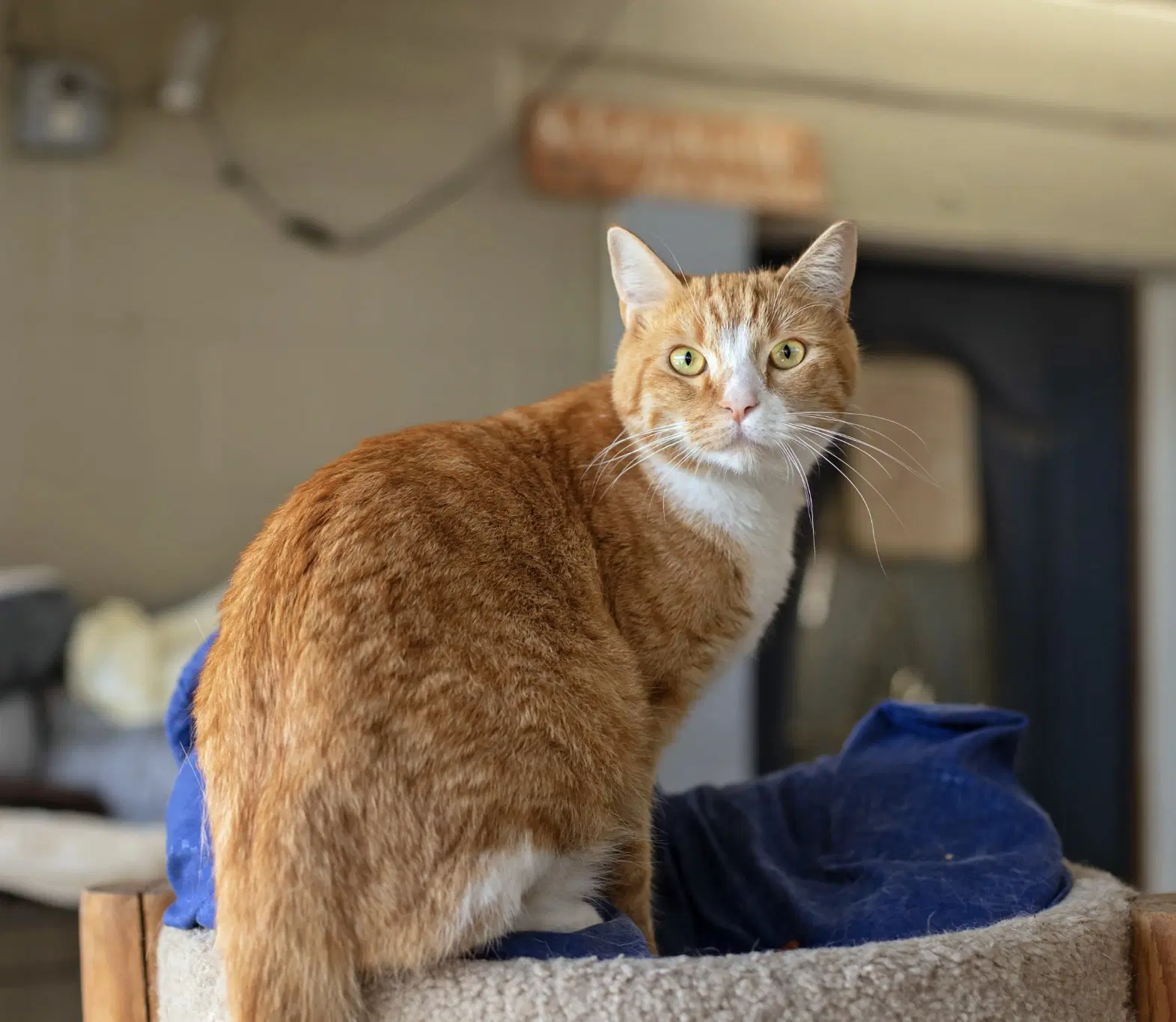 Julia - Domestic Short Hair