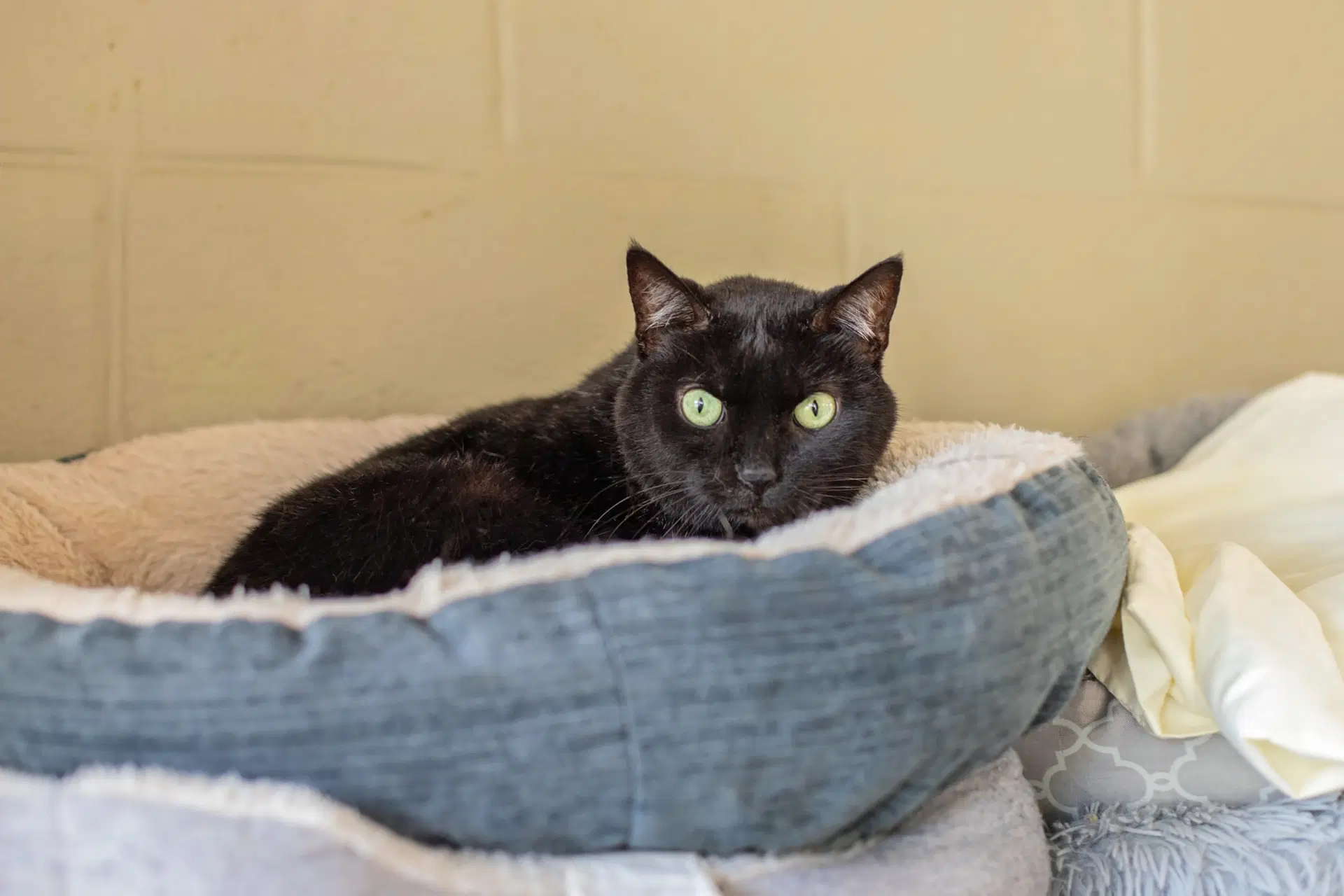 Paka - Domestic Short Hair
