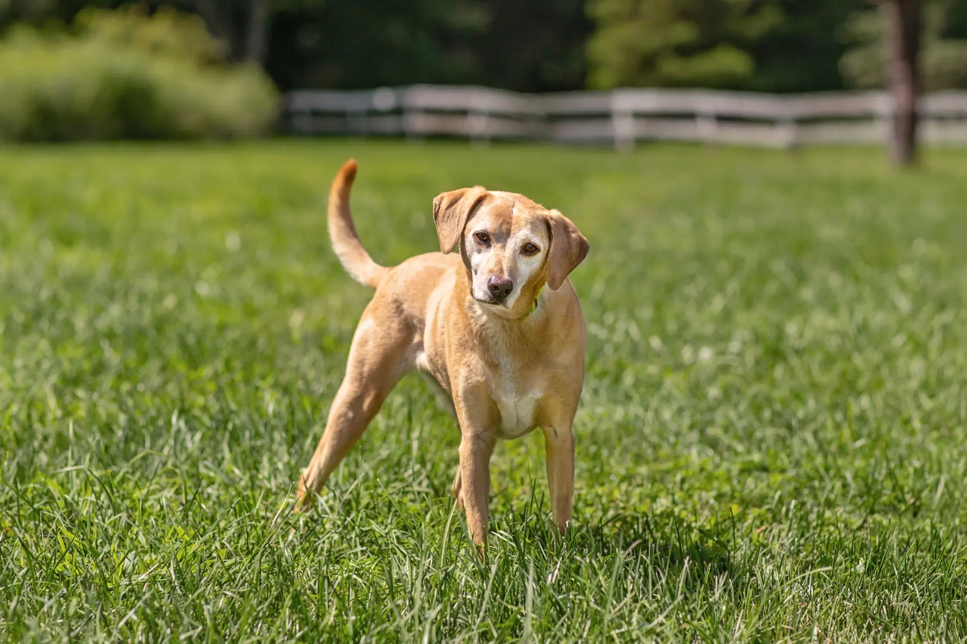 Twain - Yellow Labrador Retriever