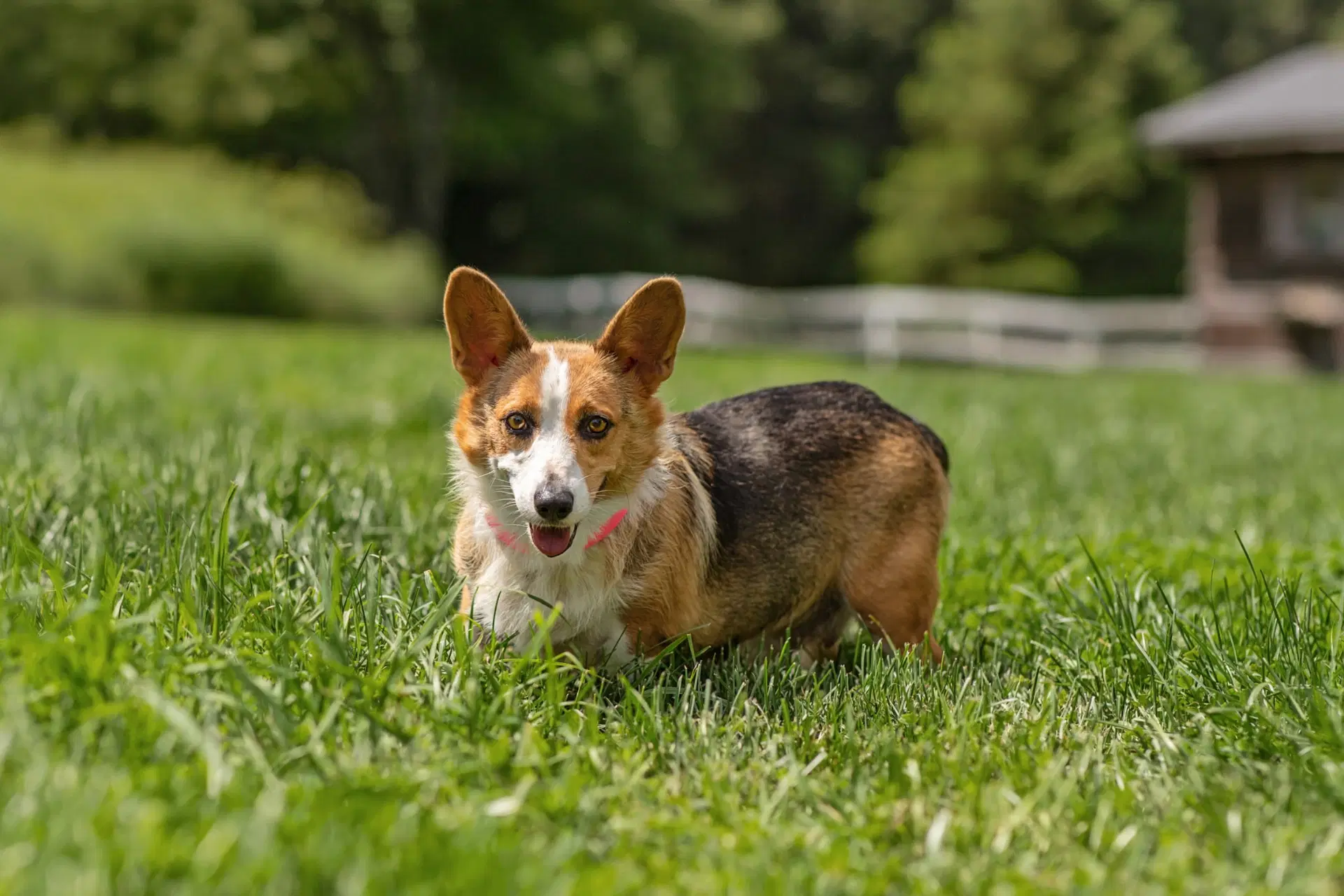 Lilac - Corgi