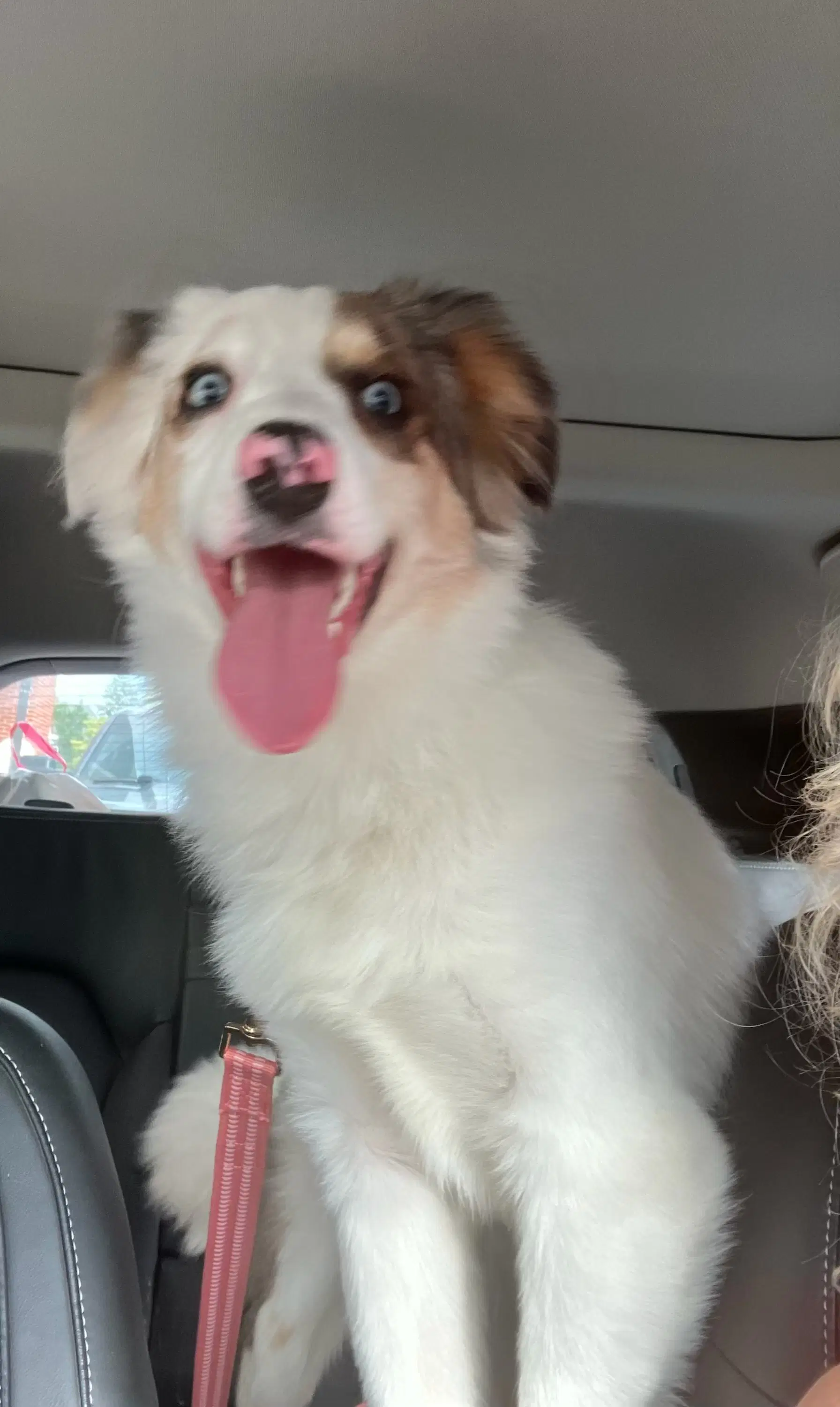 Kooper - Australian Shepherd