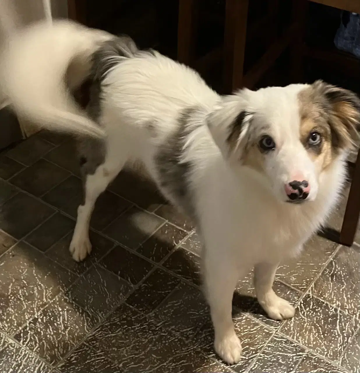 Kooper image 2