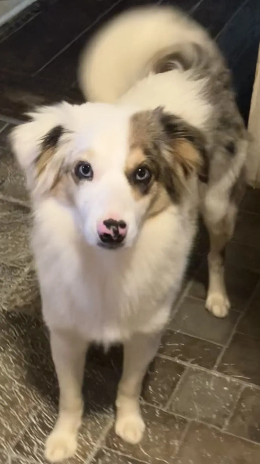 Kooper image 3