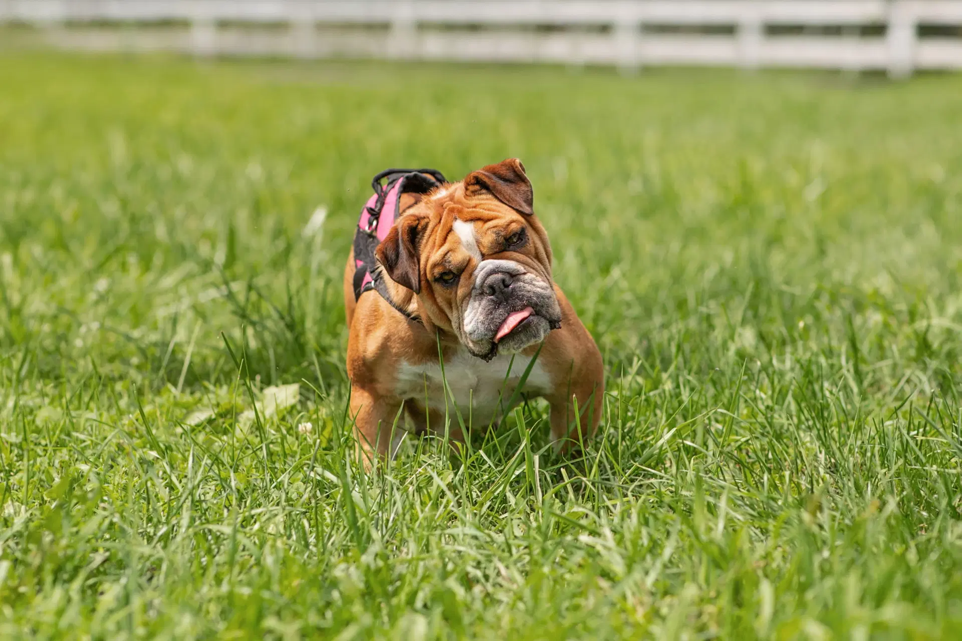Princess - English Bulldog