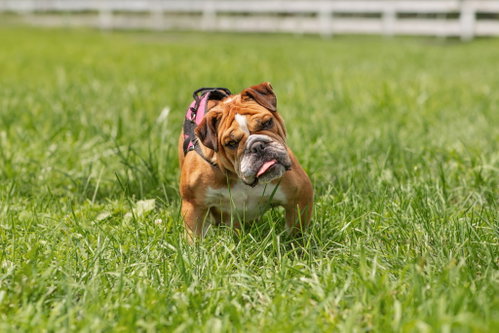 Princess, a dog for adoption from CompAnimals Pet Rescue Inc