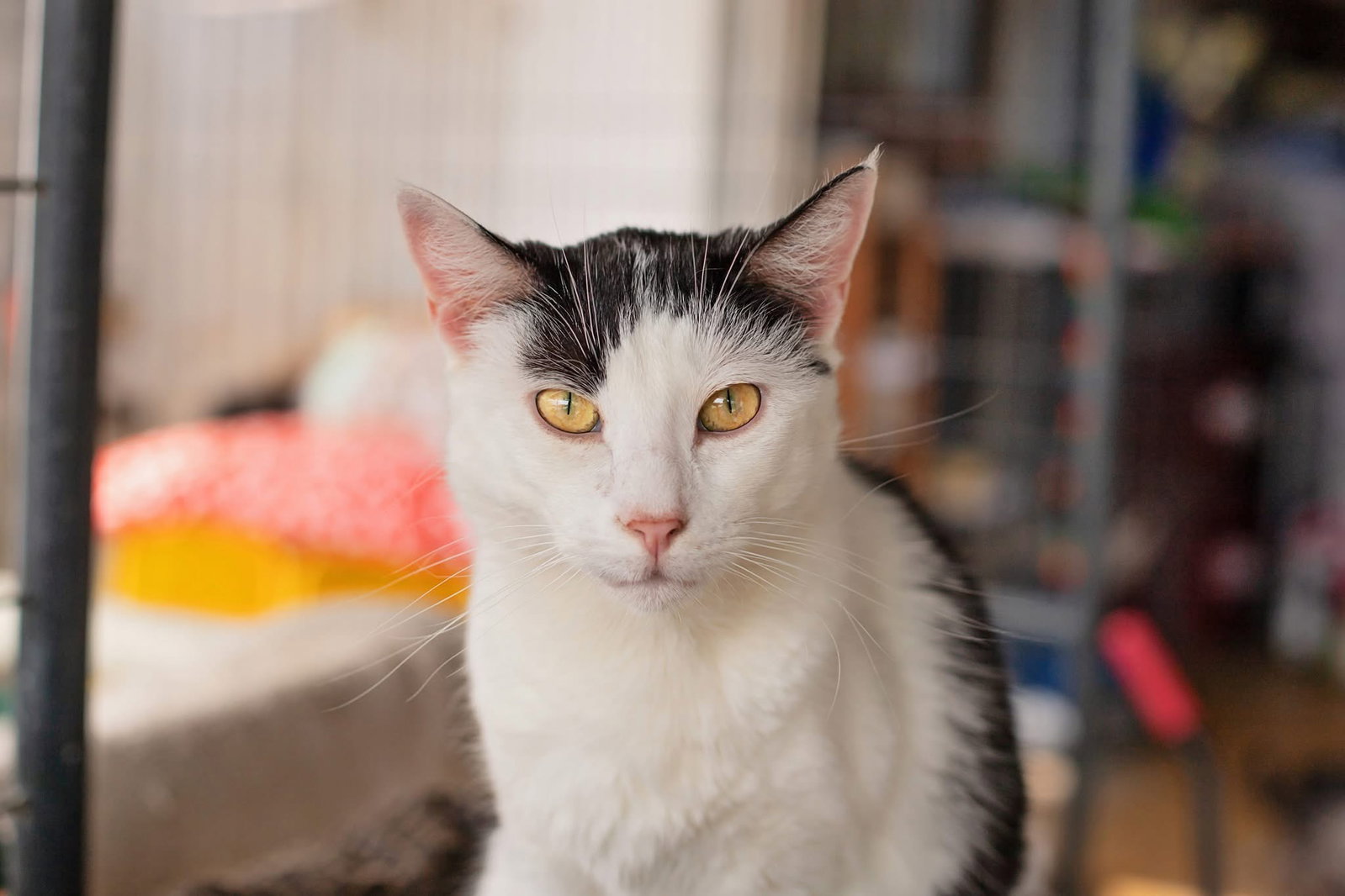 Hope, cat — photo 1 of 3