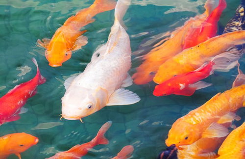 KOI AND GOLD FISH - Fish available for adoption