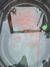 Koi and Gold Fish - Photo 2