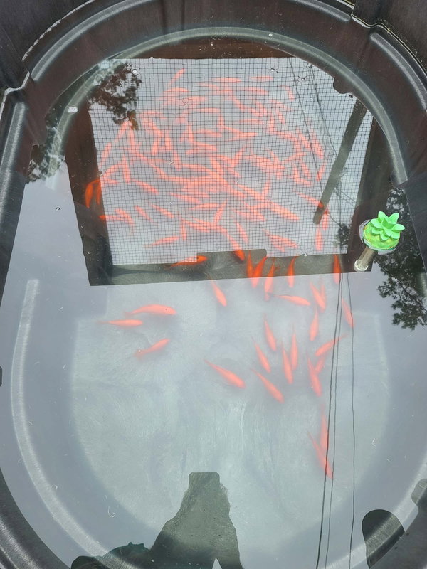 Koi and Gold Fish