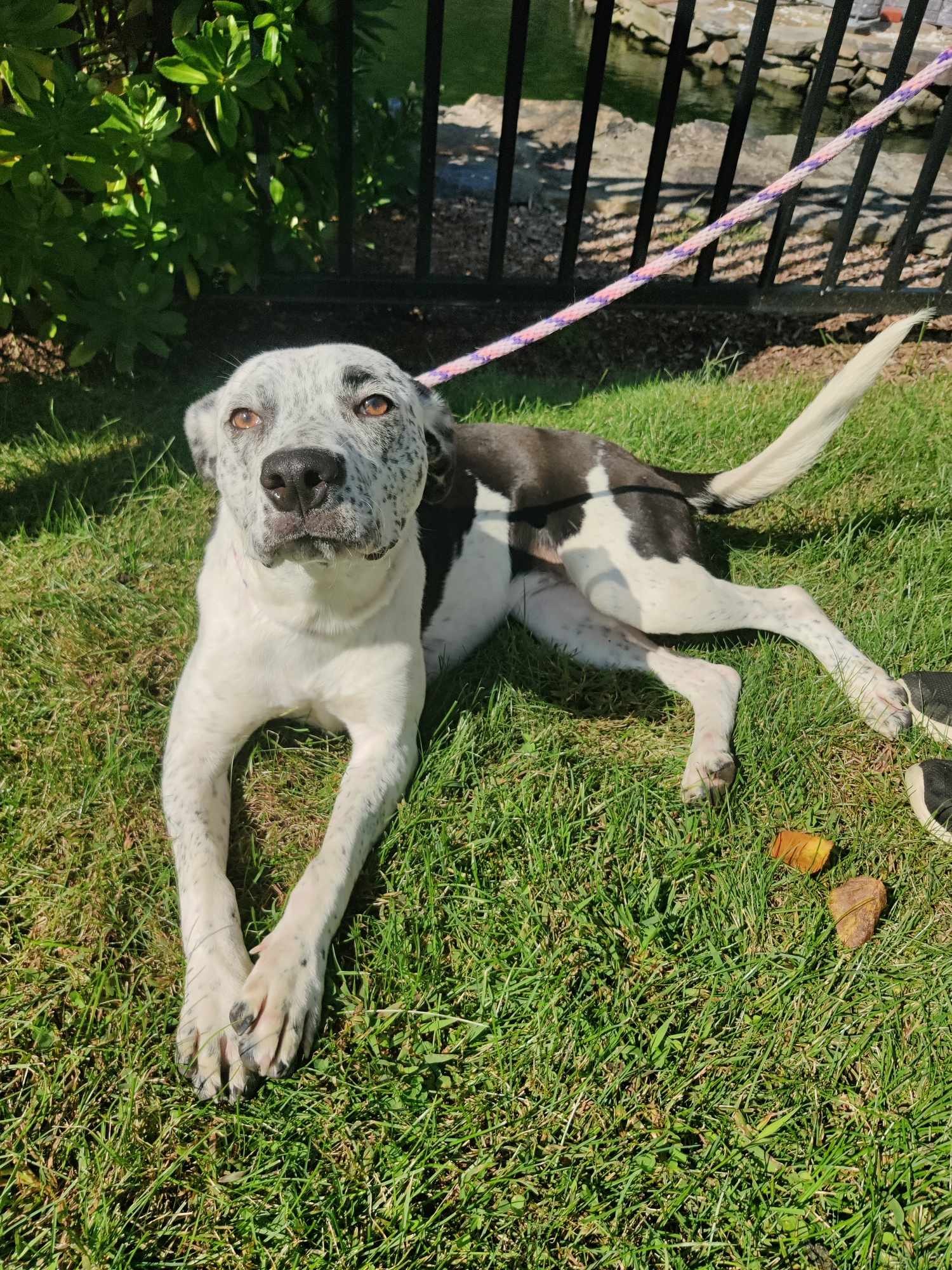 dog-for-adoption-pending-haney-1-years-old-a-australian-cattle