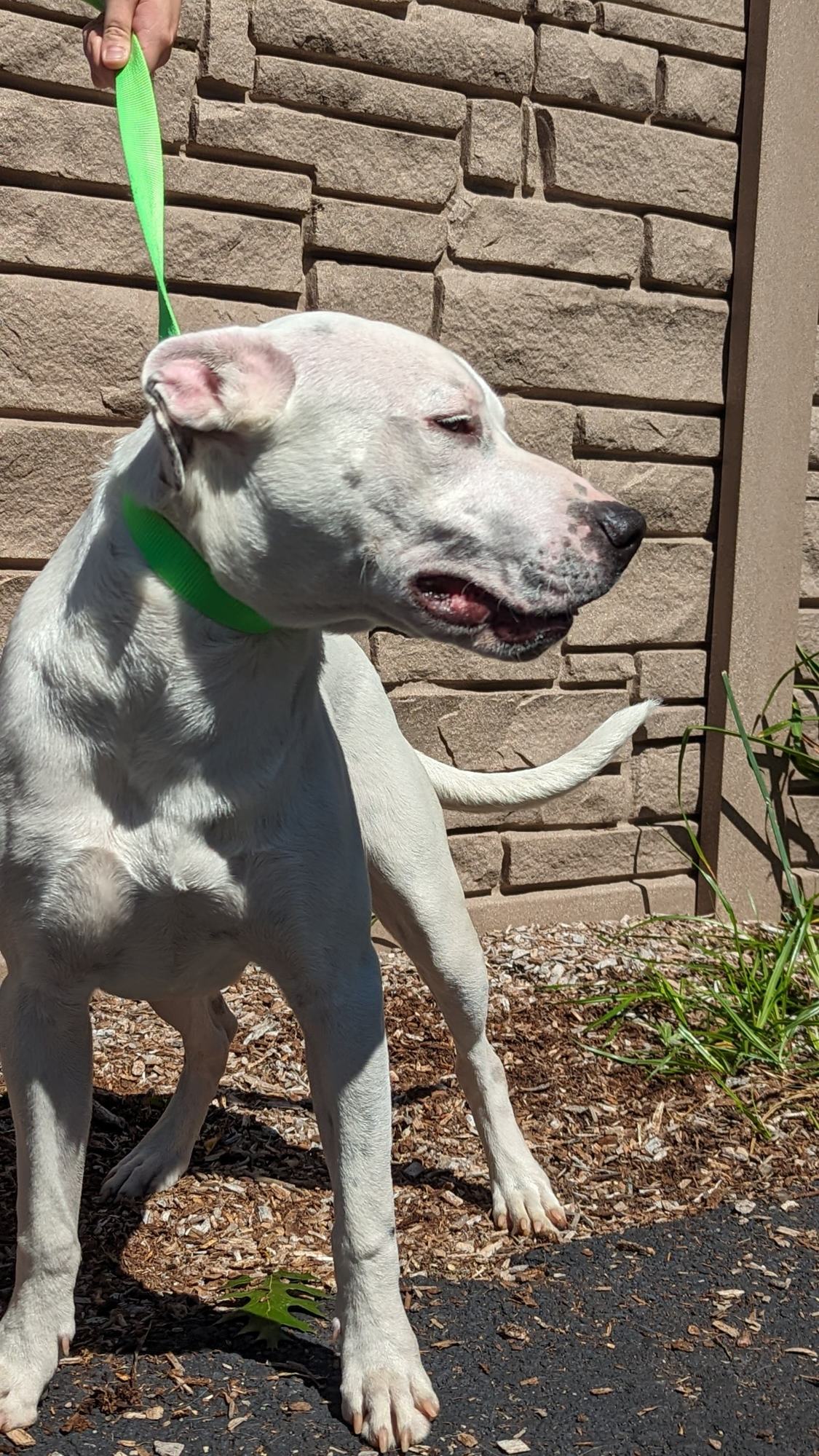Dog for Adoption (pending) Sgt. Pepper 9 Months, a Labrador