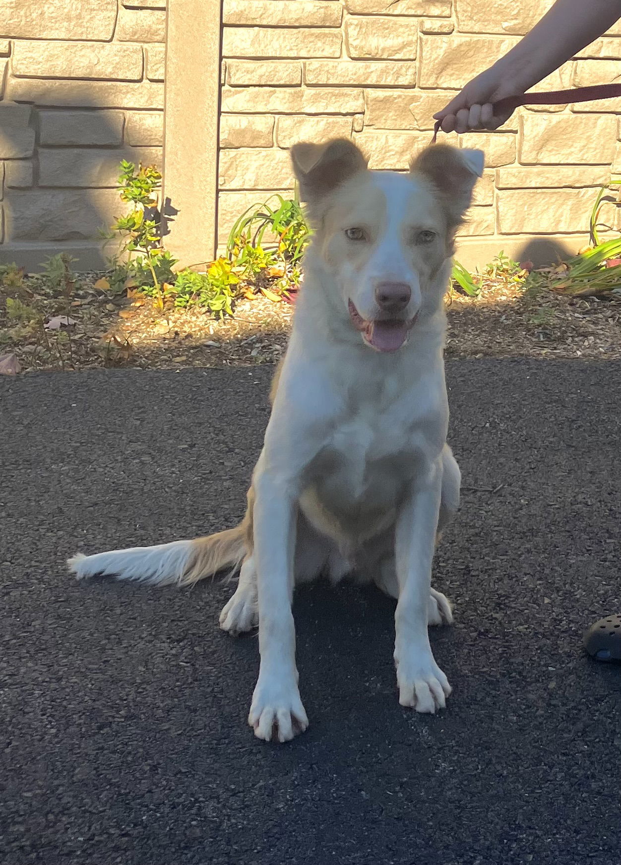 Dog for Adoption - (PENDING)Louie 2 yr old Aussie mix Male, a ...