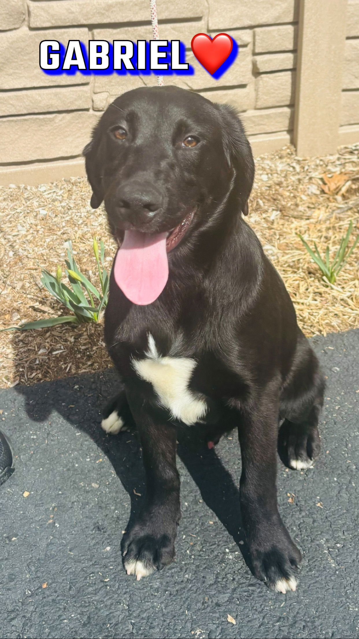 Dog for Adoption - Gabriel - 4.5 month old male lab mix, a Labrador ...