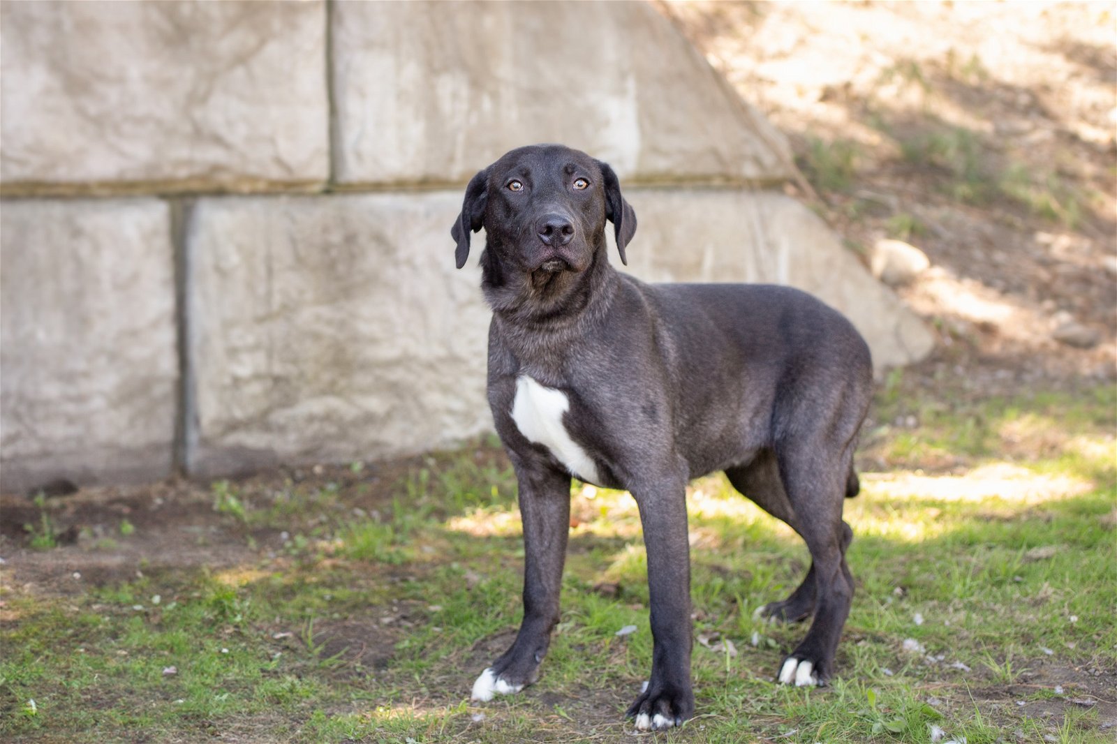 adoptable Dog in Sterling, MA named Ezekiel - 4.5 month old black lab mix