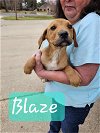 adoptable Dog in , Unknown named (PENDING) Blaze - 18 week old male - AVL 4/20