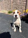 adoptable Dog in , Unknown named (pending) Archie - 14 week old male