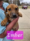 adoptable Dog in , Unknown named (pending) Ember - 18 week old female