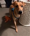 adoptable Dog in , Unknown named (PENDING)Diego - five month old male -