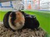 adoptable Guinea Pig in , MA named Scott and Bill - male guinea pigs