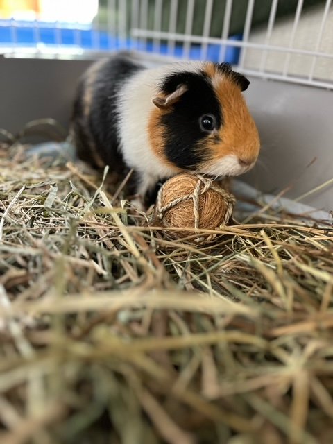 adoptable Guinea Pig in Sterling, MA named Scott - male guinea pig, one year