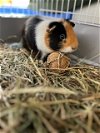 adoptable Guinea Pig in , MA named Scott - male guinea pig, one year