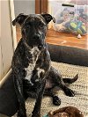 adoptable Dog in , Unknown named (PENDING) Bubba - 7 month old male Mastiff Mix