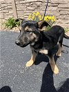 adoptable Dog in , Unknown named (pending) Conrad - 12 week old male Shepherd mix