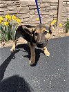 adoptable Dog in , Unknown named (pending) Carl - 12 week old male GSD mix