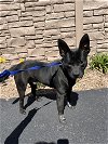 adoptable Dog in , Unknown named (pending) Troy - 6 month old male