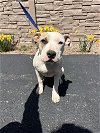 adoptable Dog in , MA named Cobbler - six month old male mixed breed