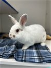 adoptable Rabbit in  named Peter - 2 year old Rex